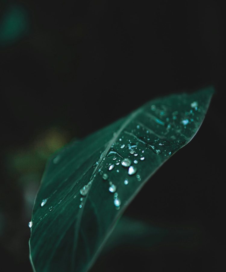 prithviraj-anand-O1YwZvJNHRw-unsplash